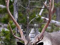 Caribou lock horns 5048